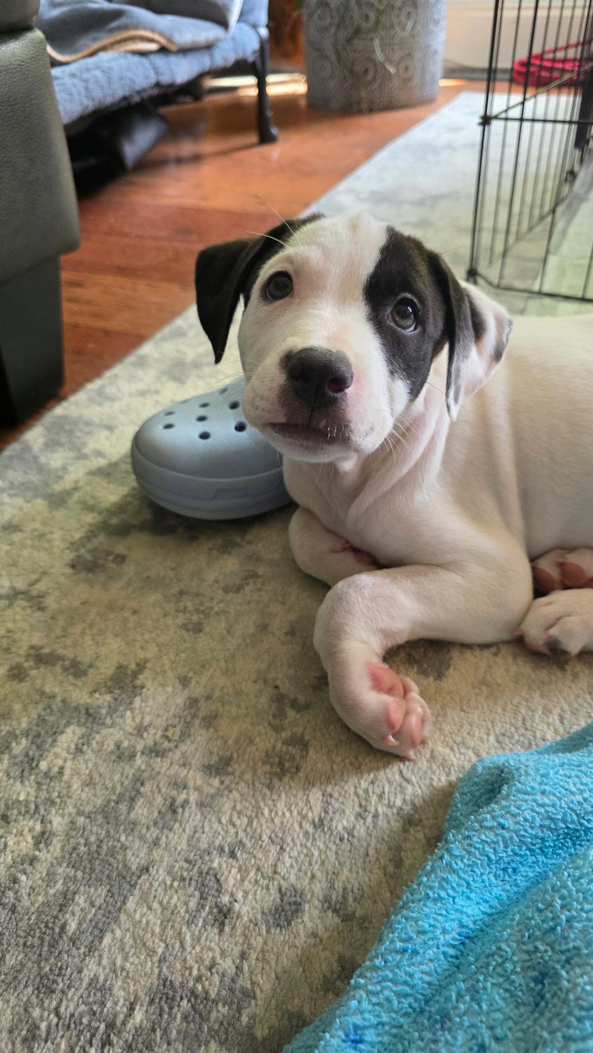 Scottie, Adopted, Puppy Male American Staffordshire Terrier & Hound.