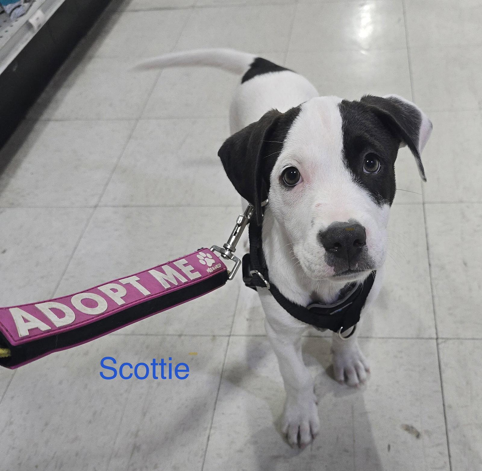 Enlarge Scottie, a Adopted mixed breed in Spring City, PA image 2/2