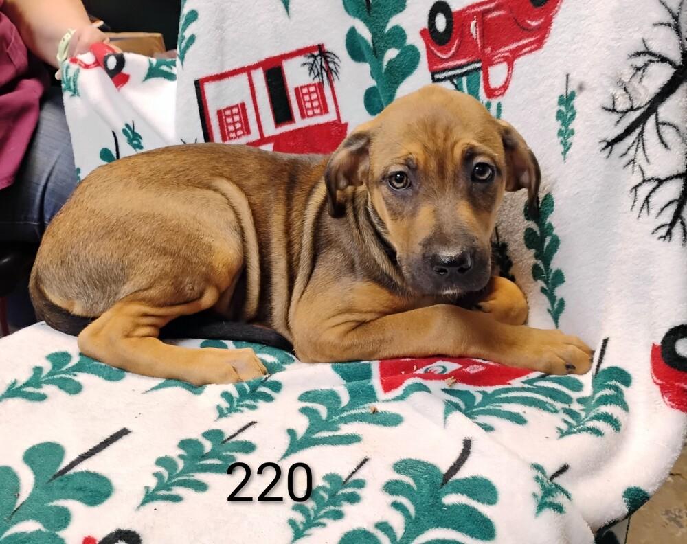 Enlarge Clove #220, a Adoptable mixed breed in New Lexington, OH image 1/1