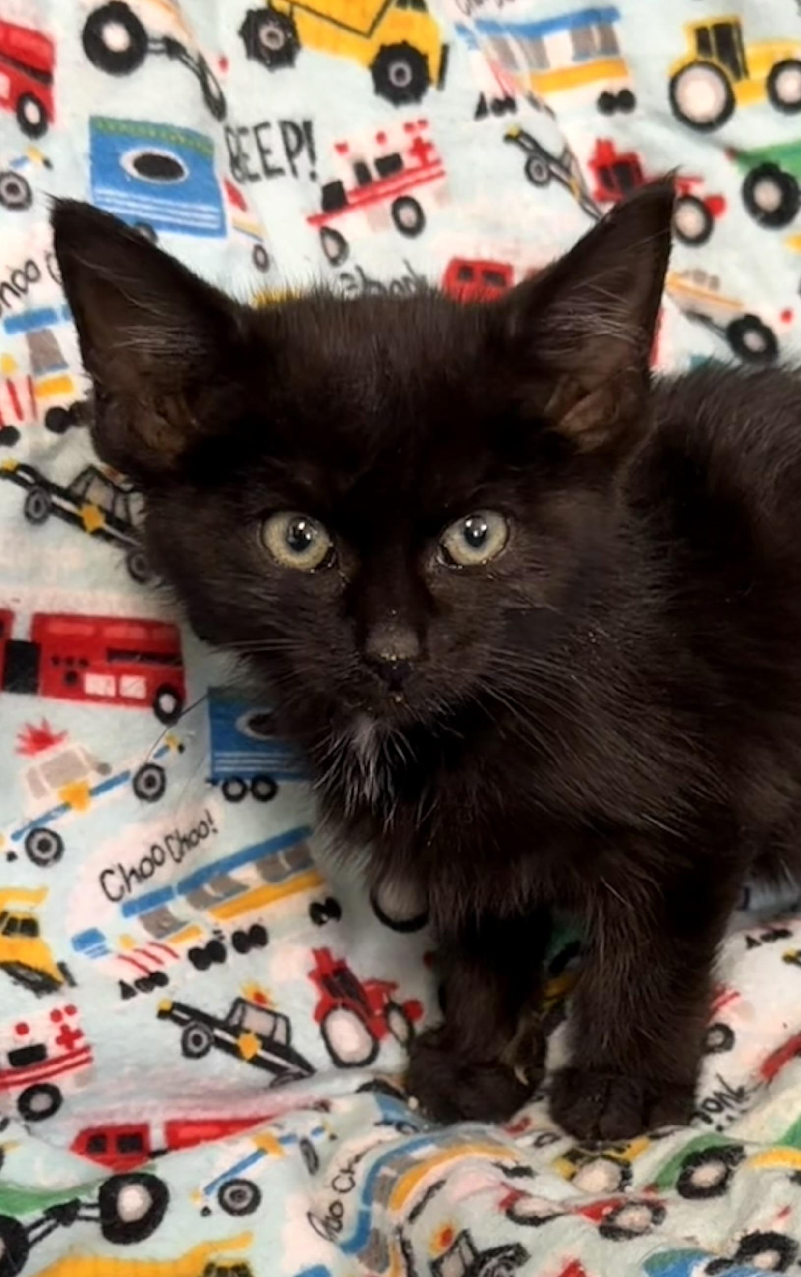 Cracker, Adopted, Kitten Female Domestic Short Hair.