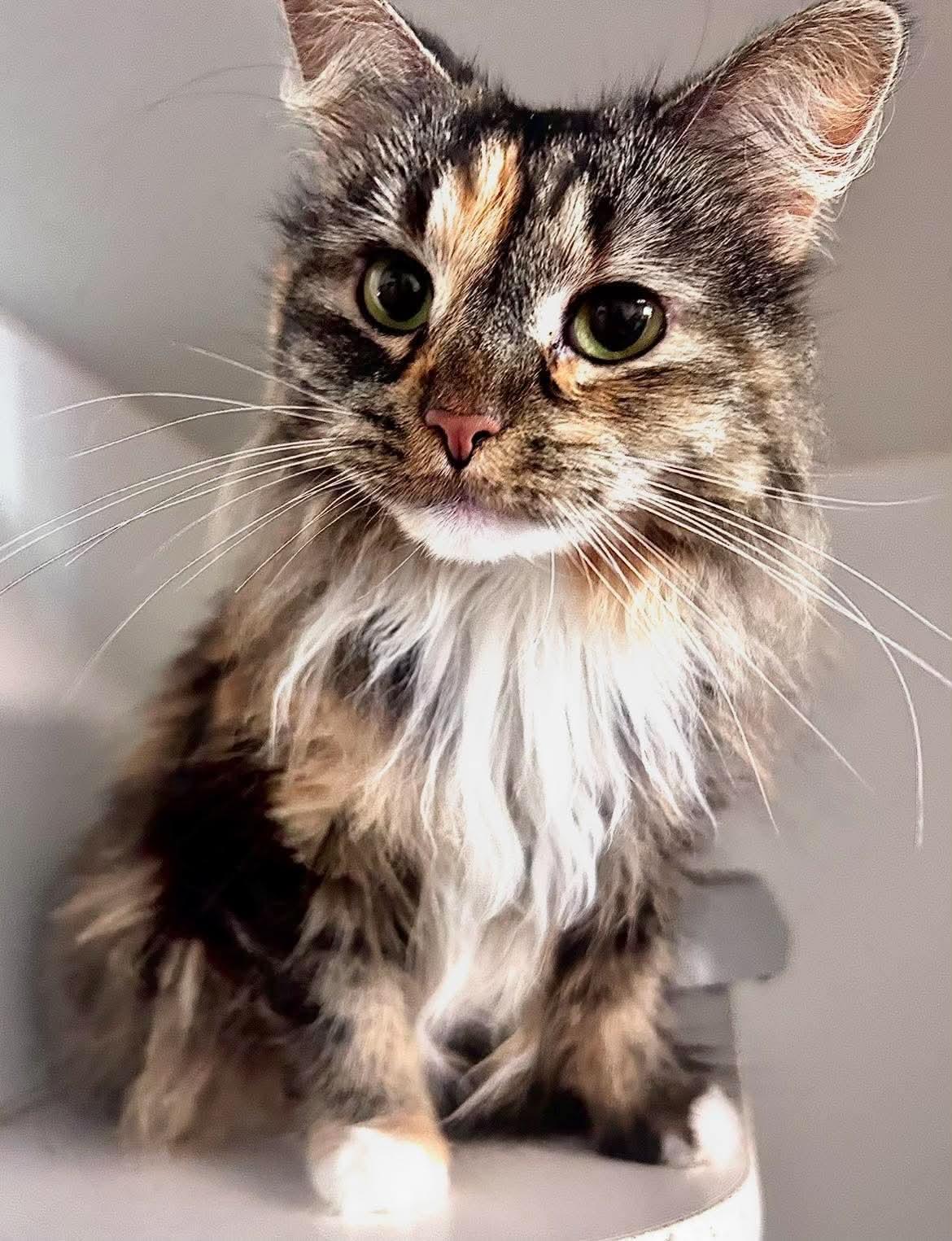 Nala, Adoptable, Adult Female Domestic Long Hair.