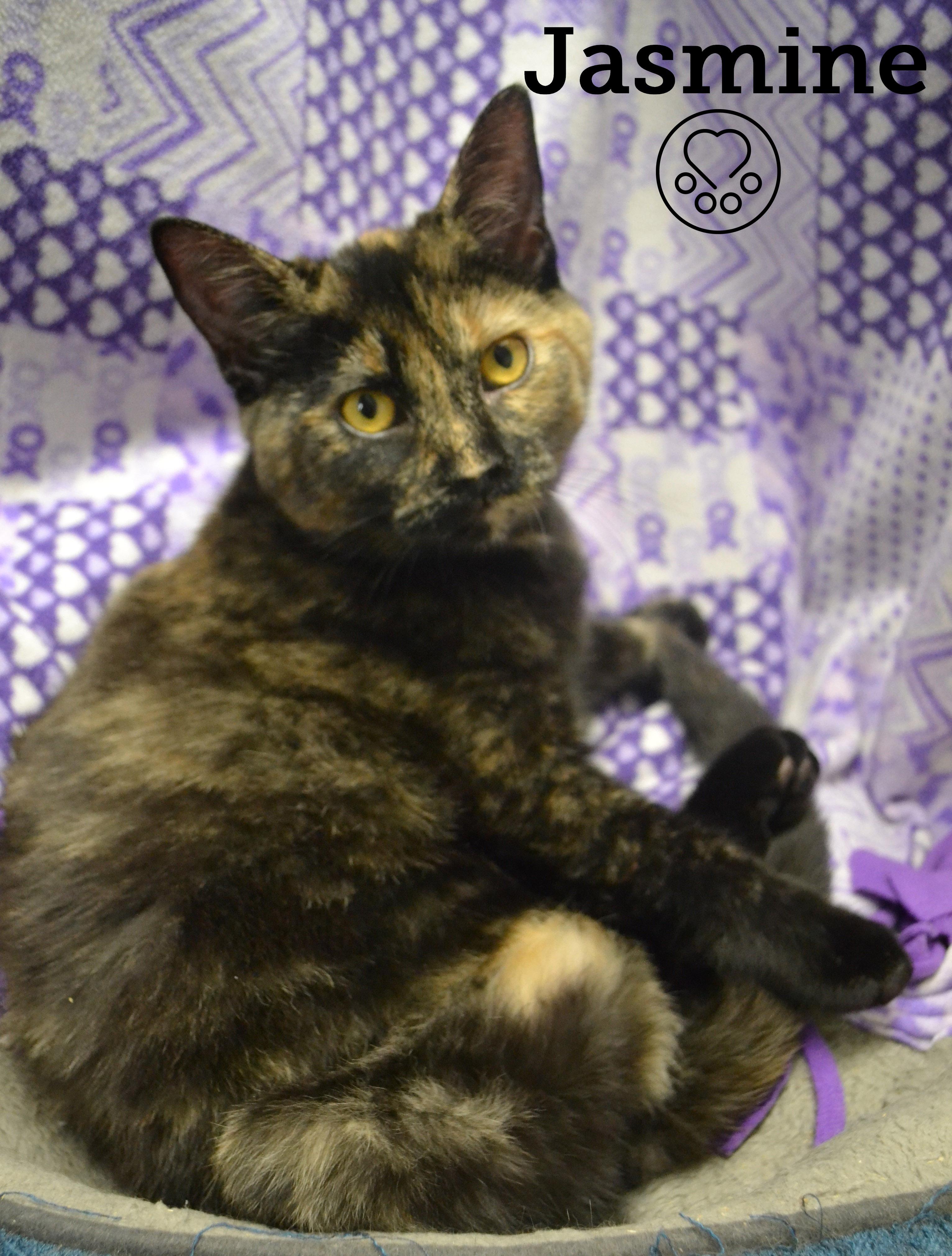 Jasmine, Adoptable, Kitten Female Domestic Short Hair.