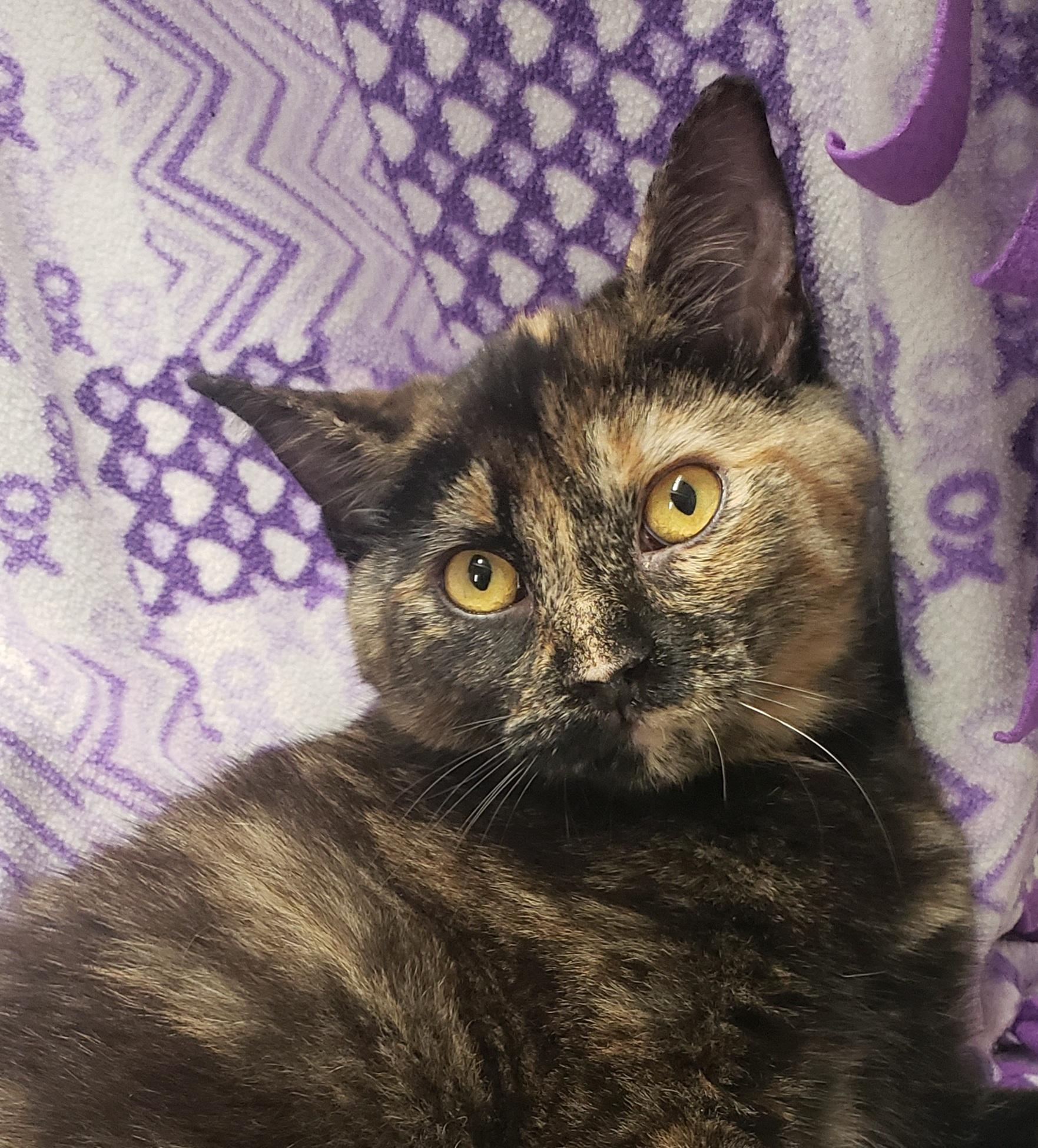 Enlarge Jasmine, a Adoptable Domestic Short Hair in Anjou, QC image 3/3