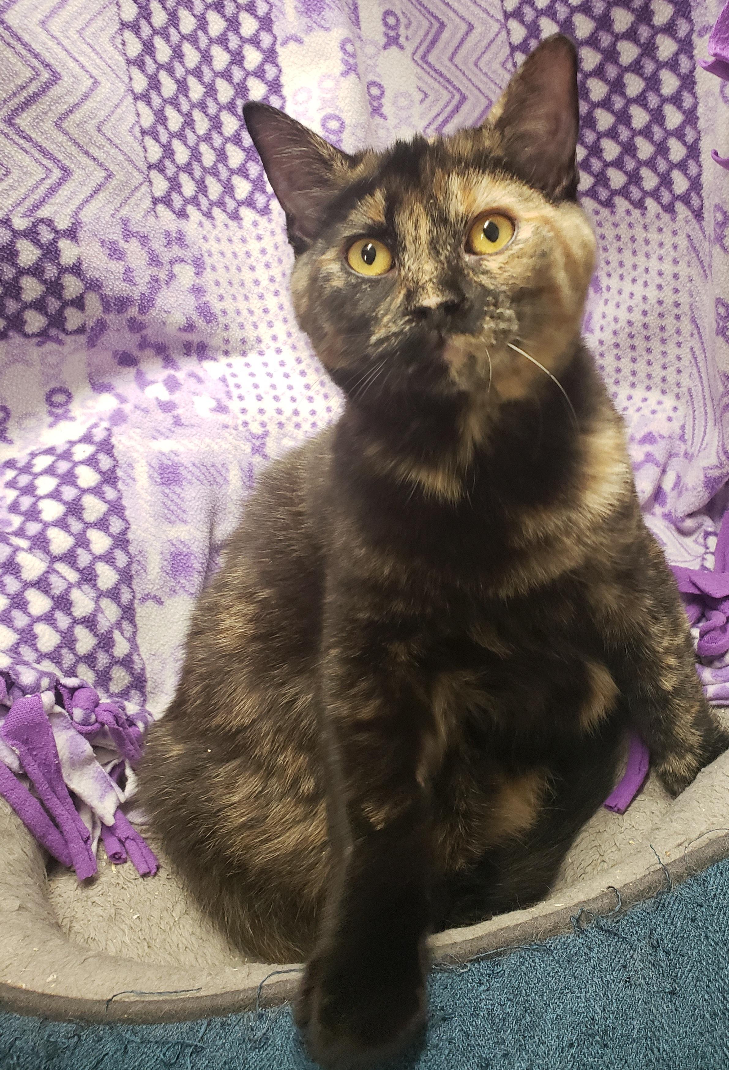 Enlarge Jasmine, a Adoptable Domestic Short Hair in Anjou, QC image 2/3