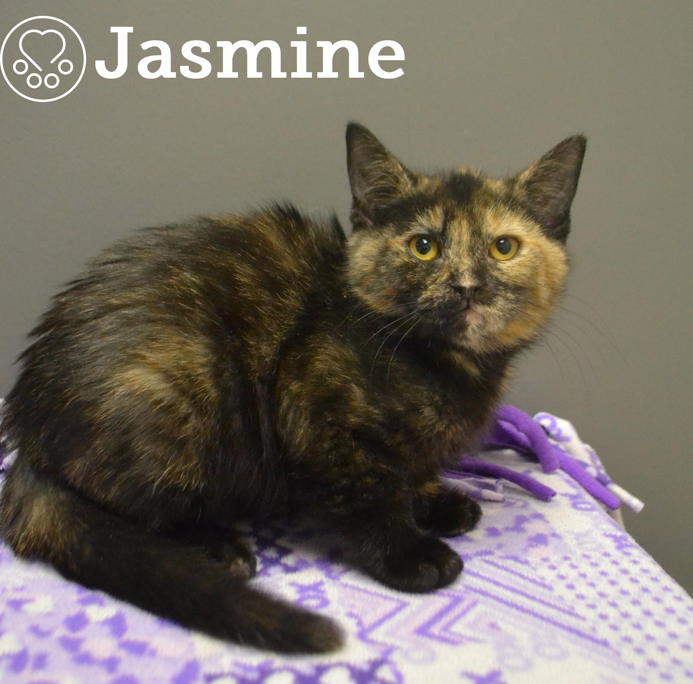 Enlarge Jasmine, a Adoptable Domestic Short Hair in Anjou, QC image 1/1