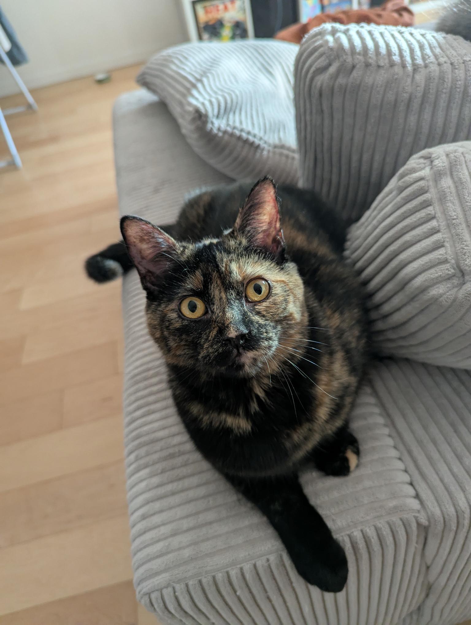 Jasmine, Adoptable, Kitten Female Domestic Short Hair.