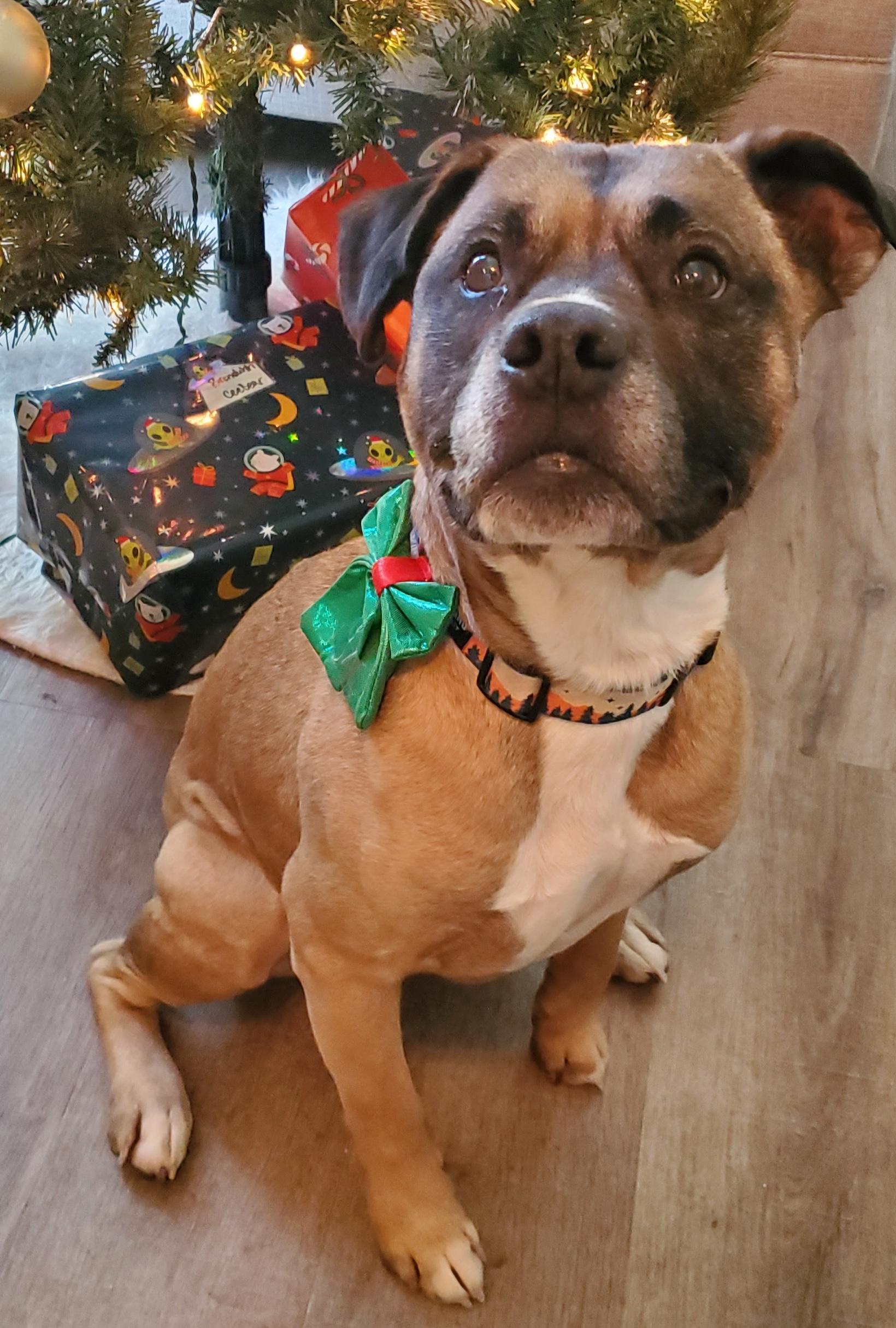 Enlarge Brutus, a ADOPTABLE mixed breed in Aurora, IL image 2/4