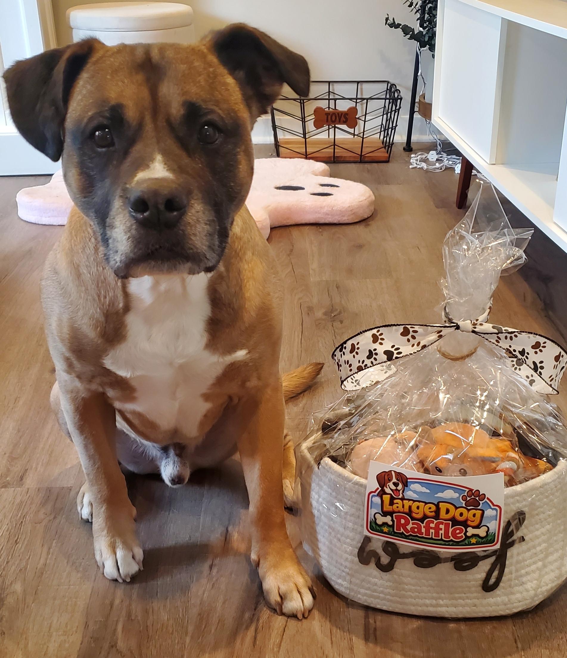 Rudy, a ADOPTABLE mixed breed in Aurora, IL image 5/5