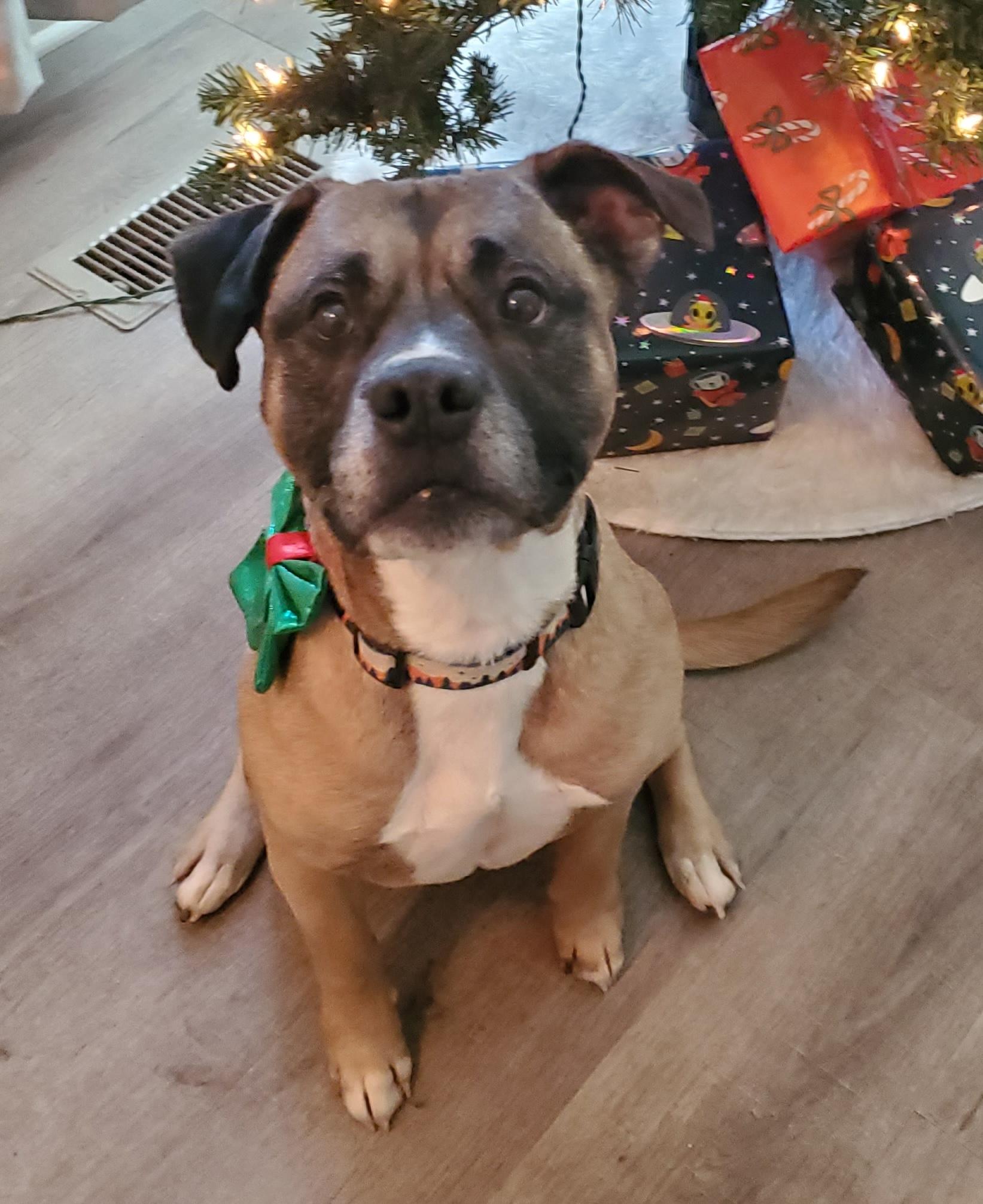 Brutus, ADOPTABLE, Adult Male Boxer.