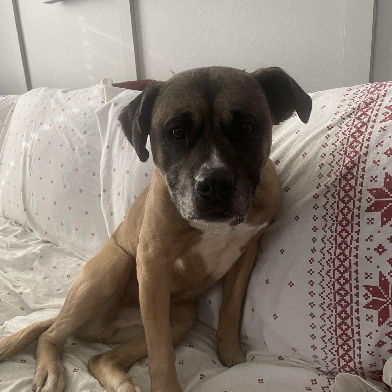 Enlarge Brutus, a ADOPTABLE mixed breed in Aurora, IL image 3/4