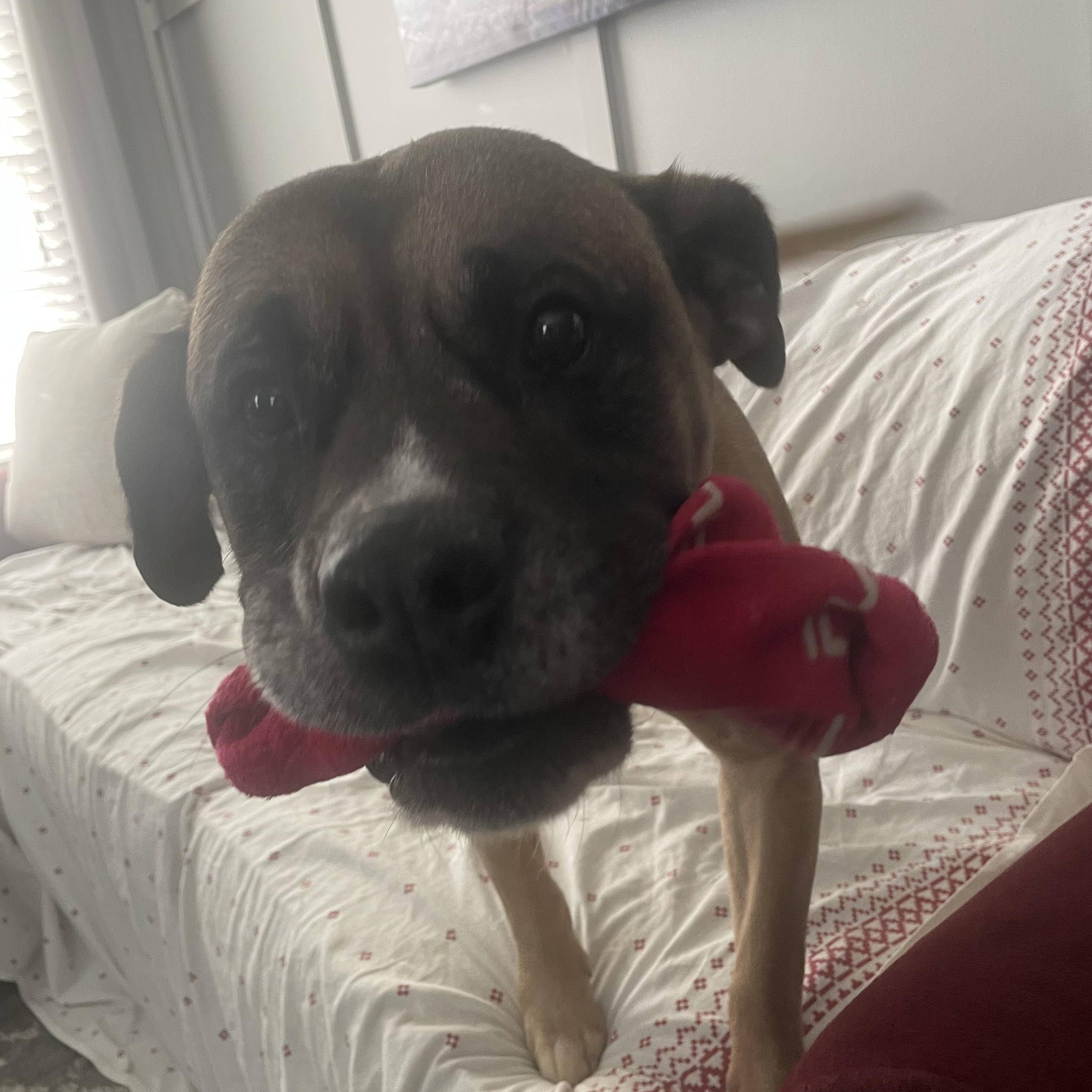 Enlarge Brutus, a ADOPTABLE mixed breed in Aurora, IL image 4/4