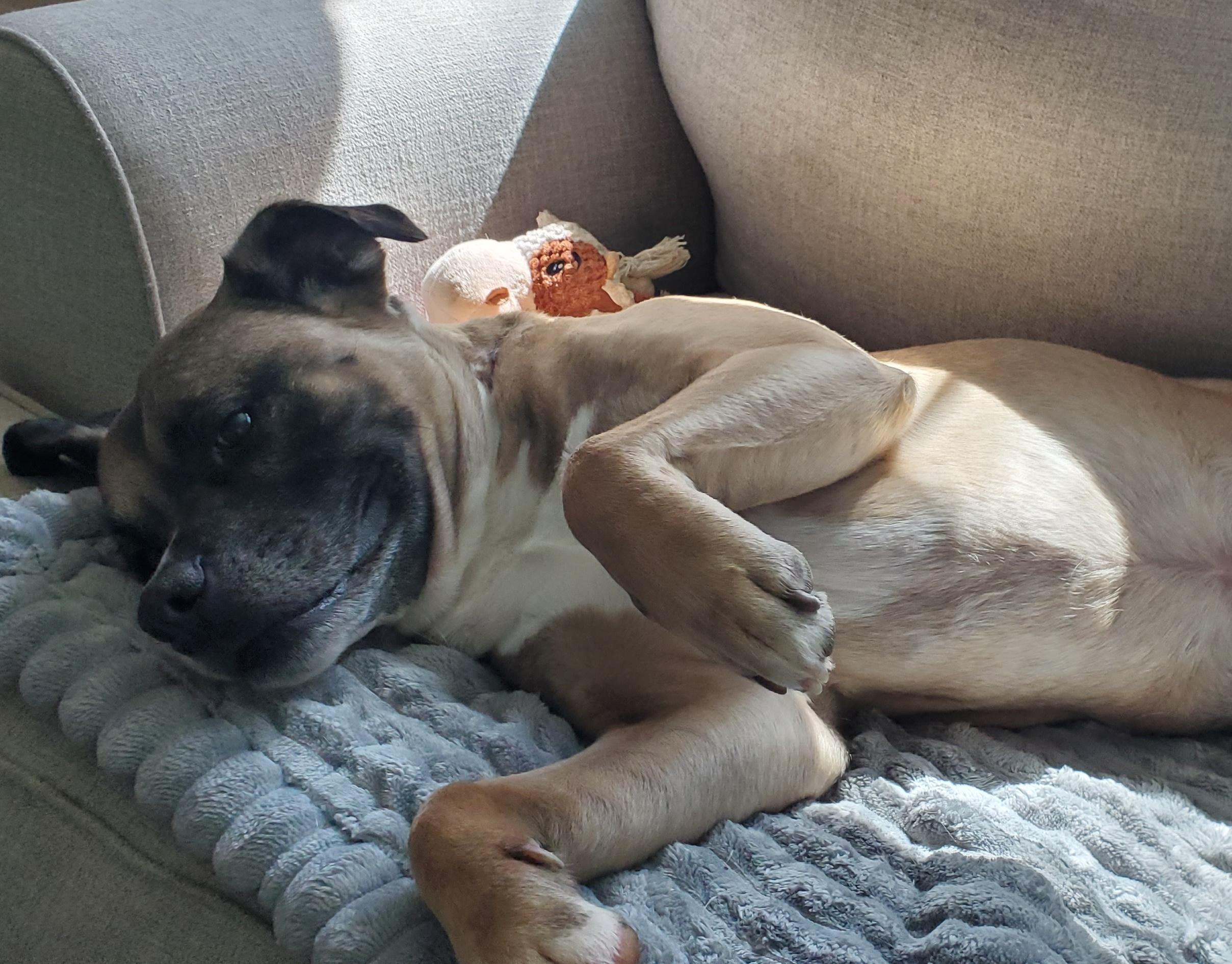 Rudy, a ADOPTABLE mixed breed in Aurora, IL image 3/5