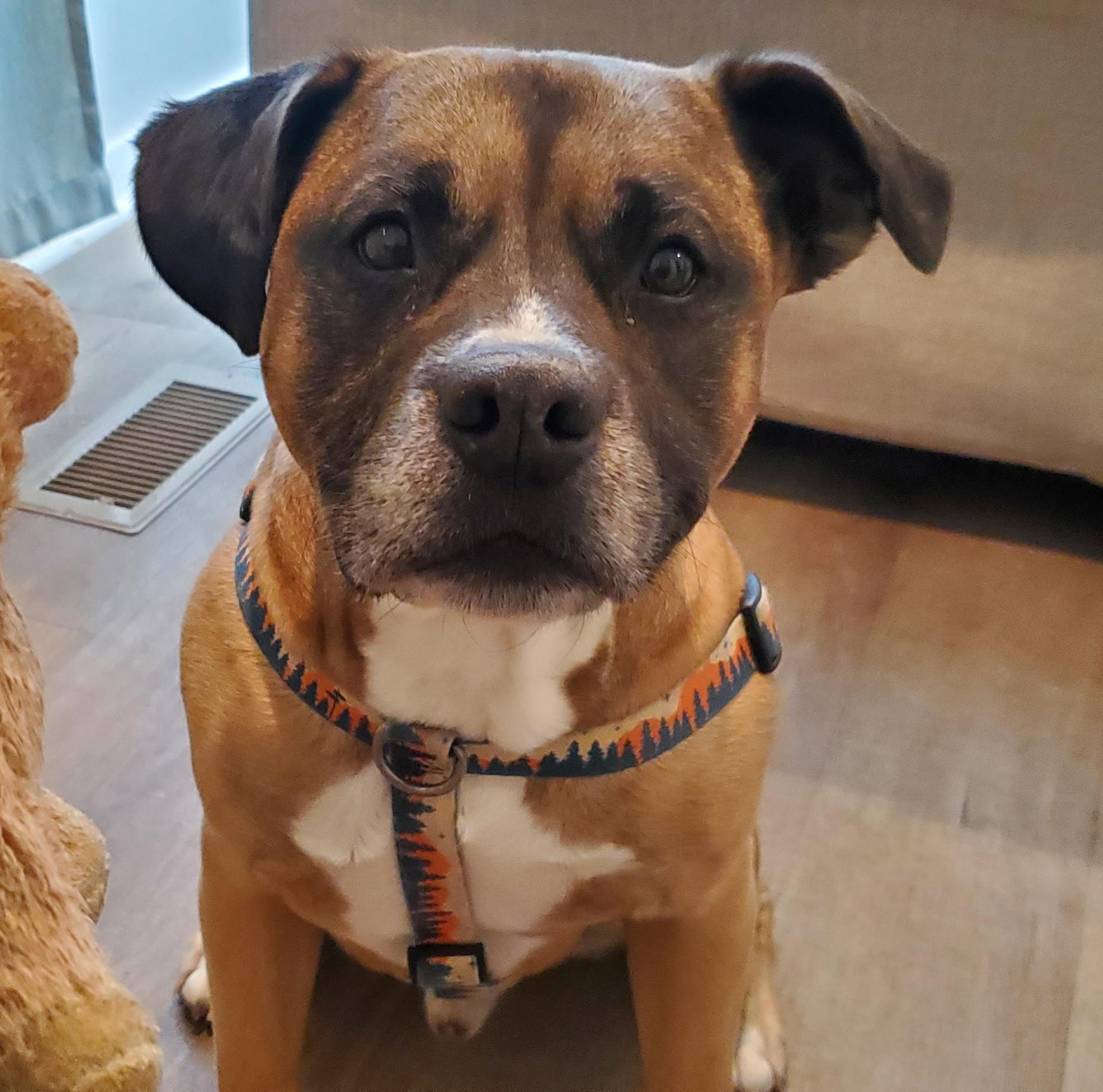 Rudy, ADOPTABLE, Adult Male Boxer.