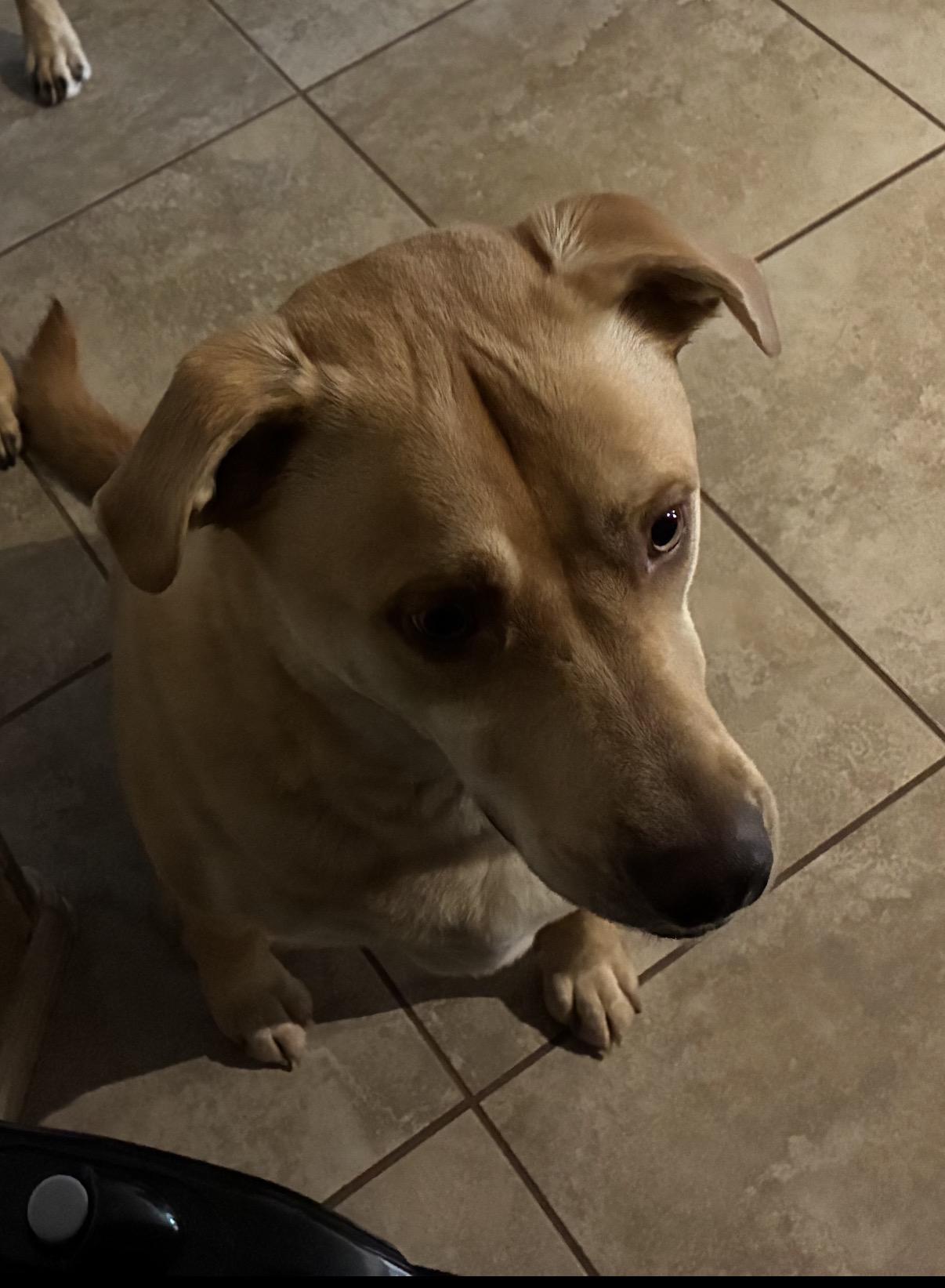 Enlarge Butters, a ADOPTABLE mixed breed in Gilbert, AZ image 2/3