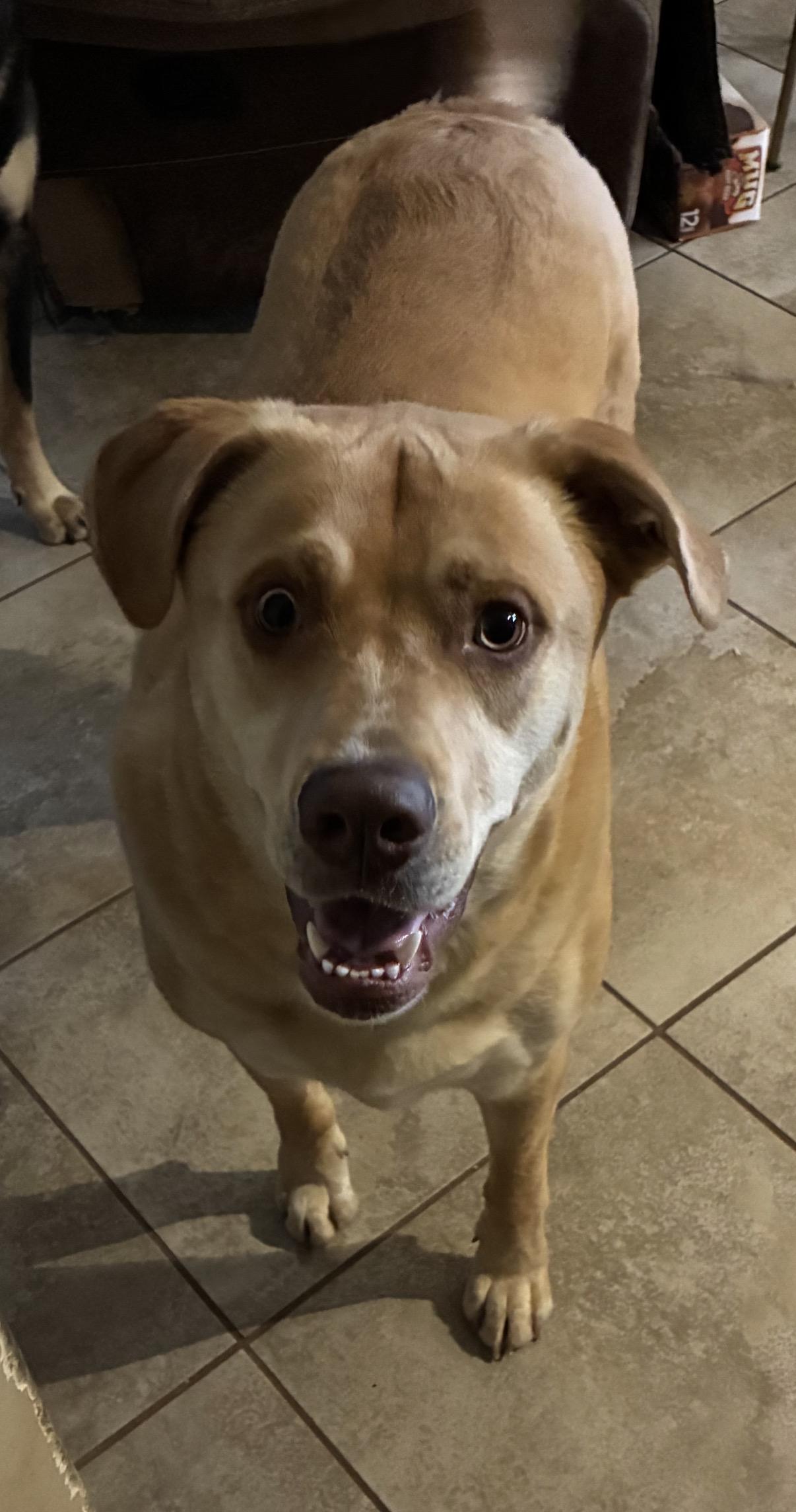 Enlarge Butters, a ADOPTABLE mixed breed in Gilbert, AZ image 3/3