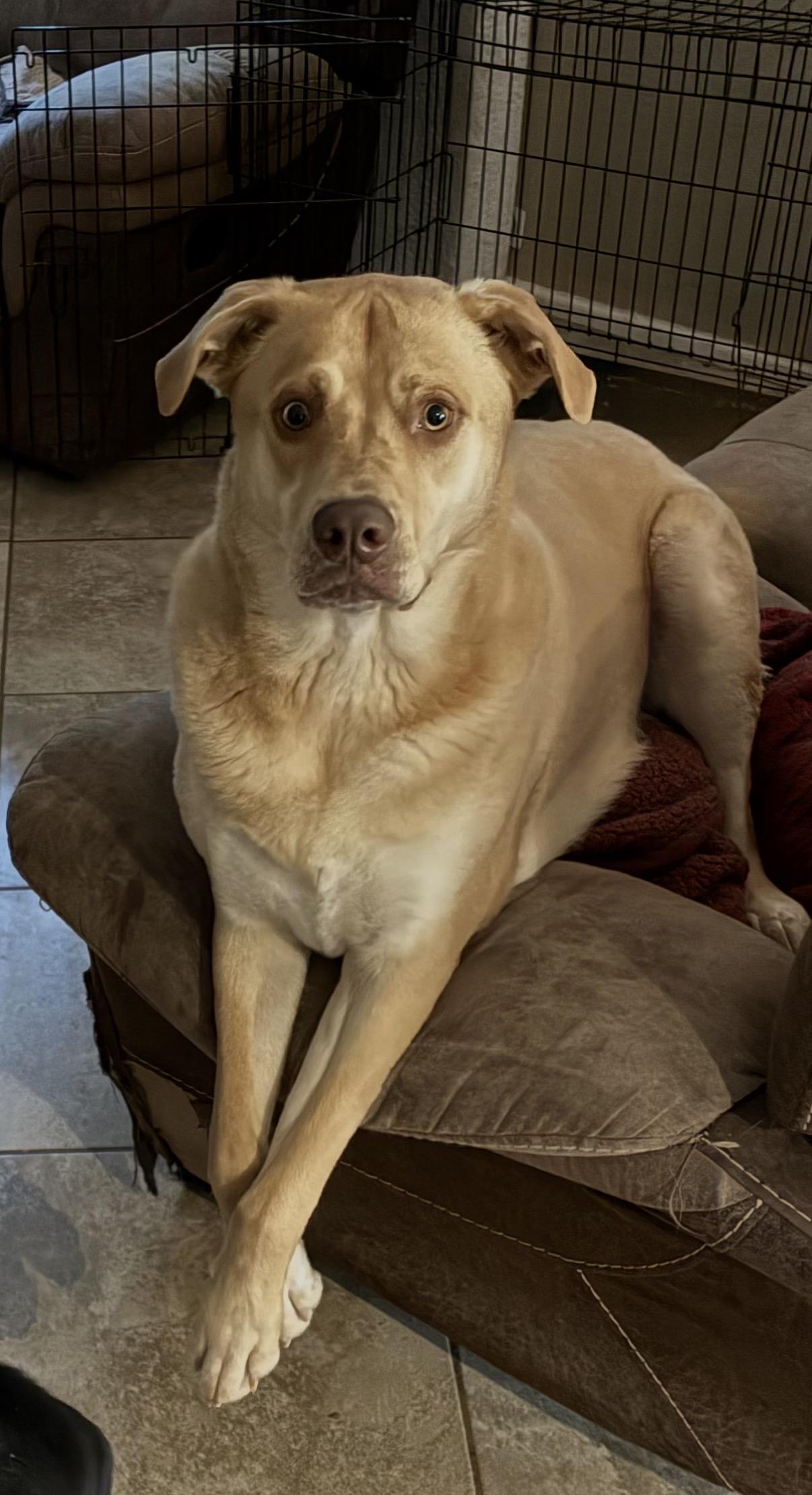 Butters, ADOPTABLE, Adult Male Yellow Labrador Retriever & Shepherd.