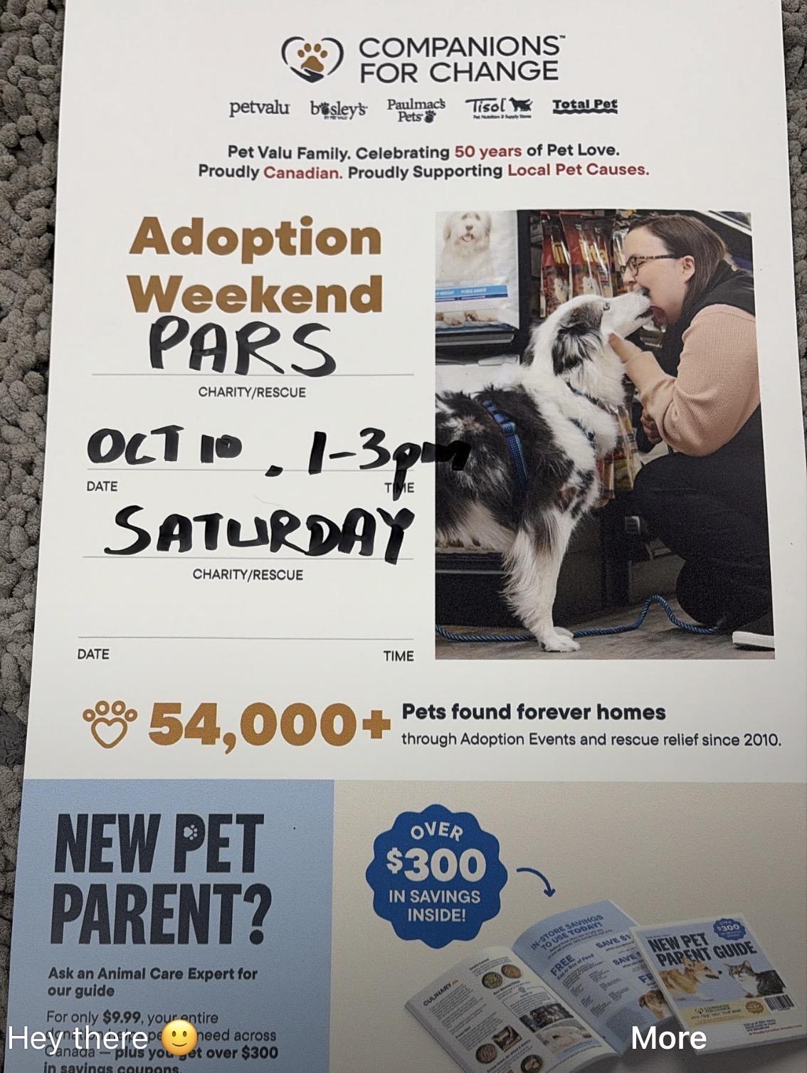 Enlarge Pet Valu Port Credit Meet & Greet Adoption, a Adoptable Domestic Short Hair in Mississauga, ON image 2/4