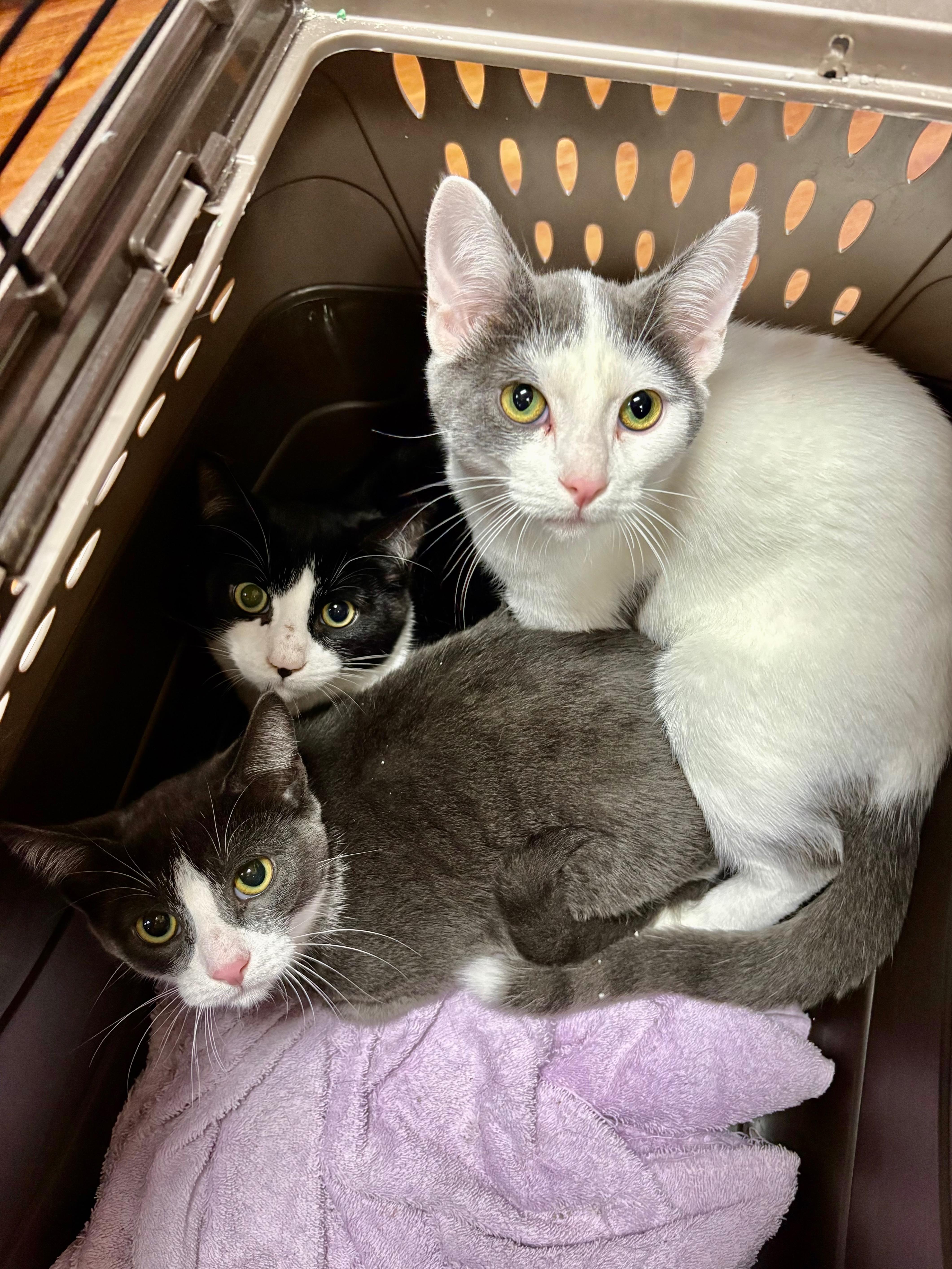 Kittens-Pet Valu Port Credit, Adoptable, Young Male Domestic Short Hair.
