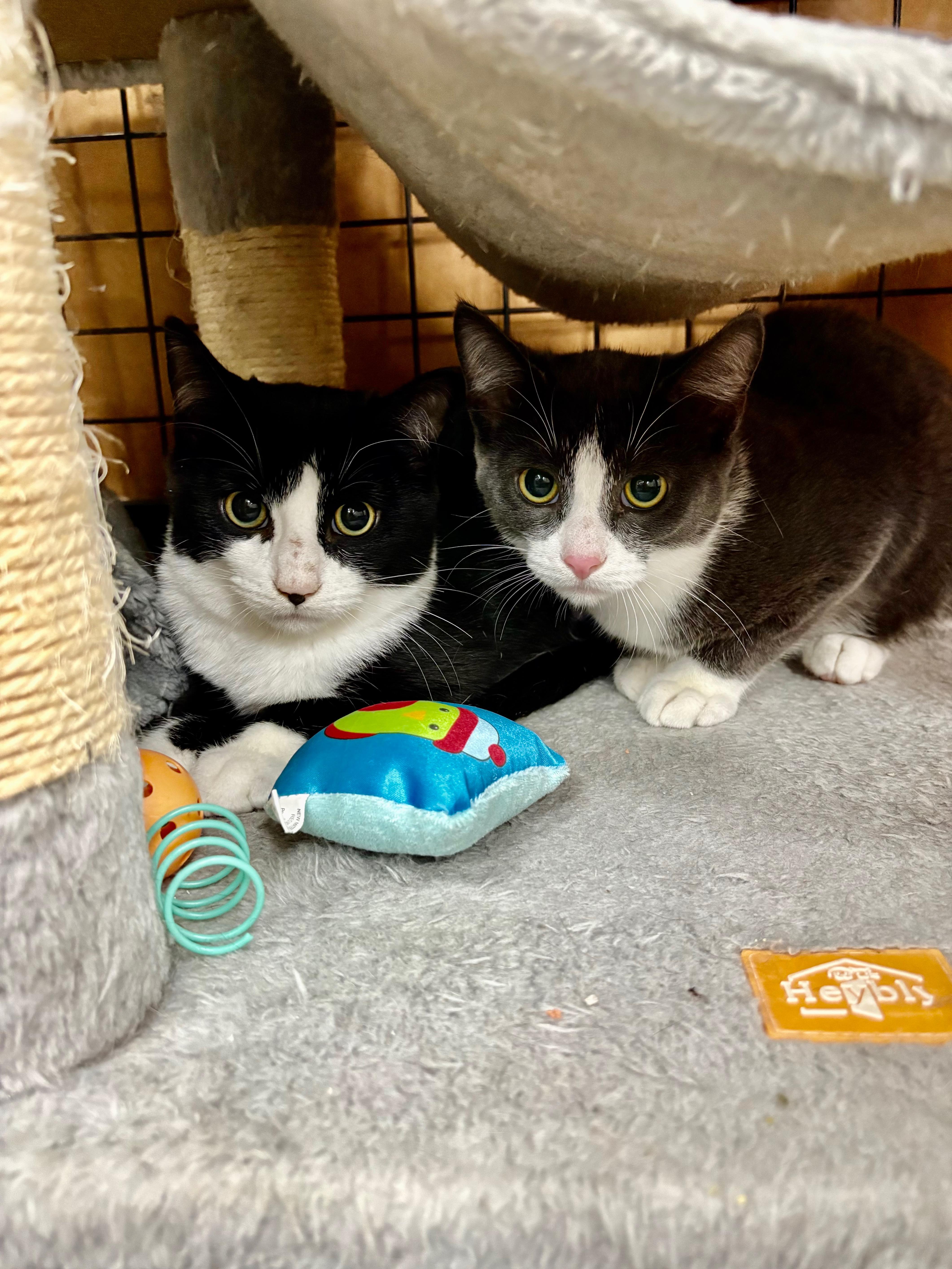 Enlarge Pet Valu Port Credit Meet & Greet Adoption, a Adoptable Domestic Short Hair in Mississauga, ON image 3/4
