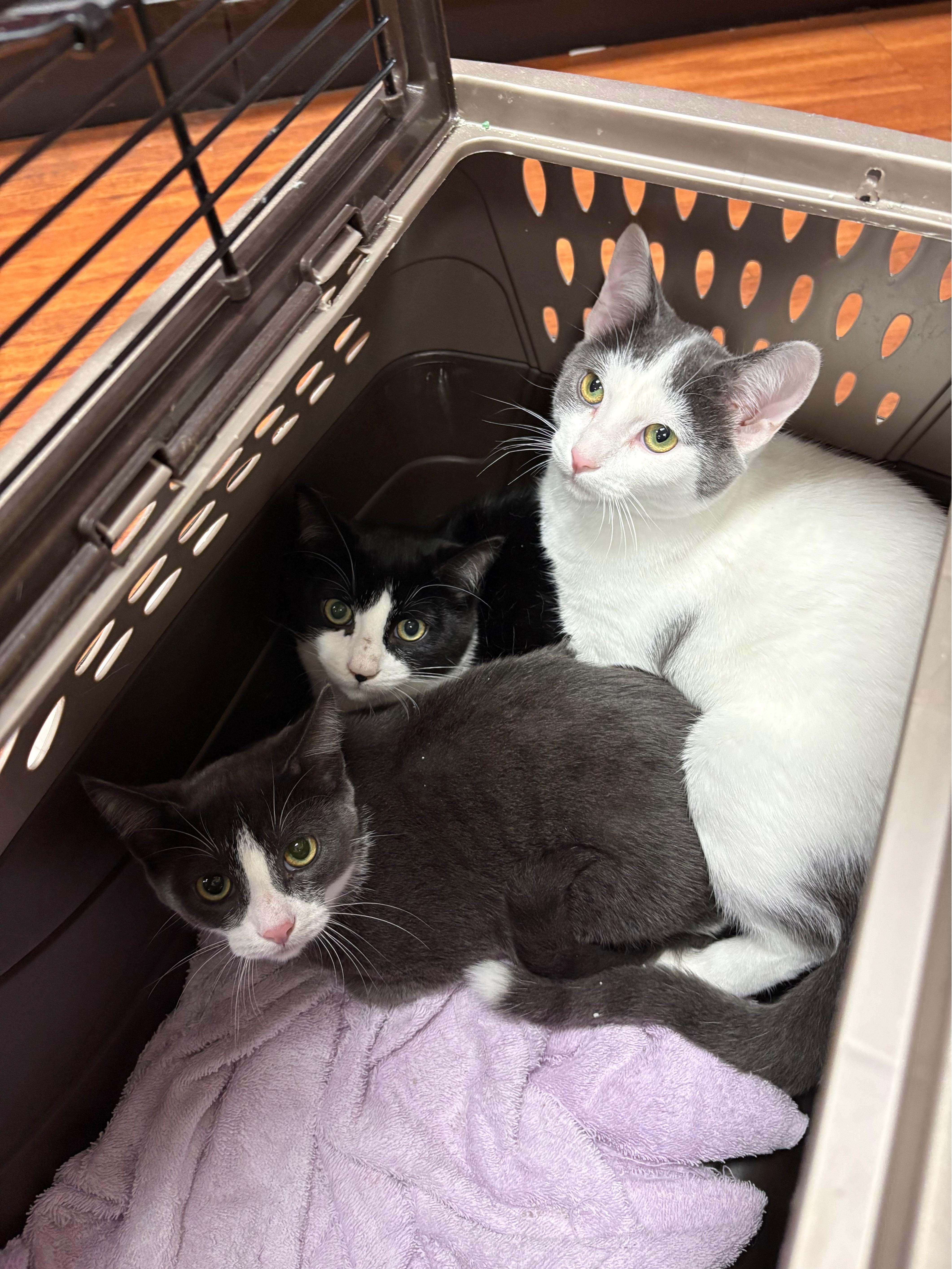 Pet Valu Port Credit Meet & Greet Adoption, Adoptable, Young Male Domestic Short Hair.