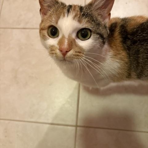 CP - NC MARMALADE, a ADOPTABLE Domestic Short Hair in Winston Salem, NC image 2/5