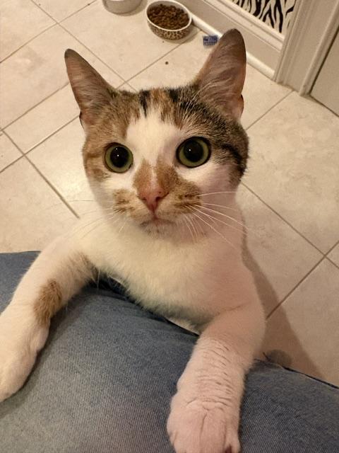 CP - NC MARMALADE, a ADOPTABLE Domestic Short Hair in Winston Salem, NC image 1/5