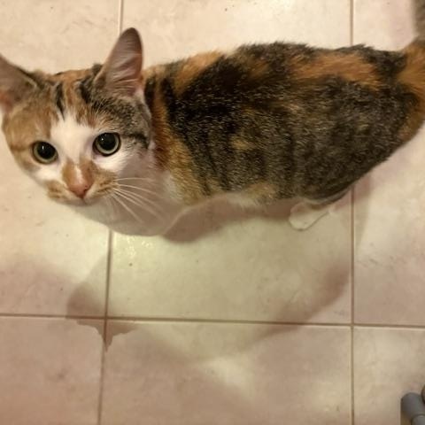 CP - NC MARMALADE, a ADOPTABLE Domestic Short Hair in Winston Salem, NC image 3/5