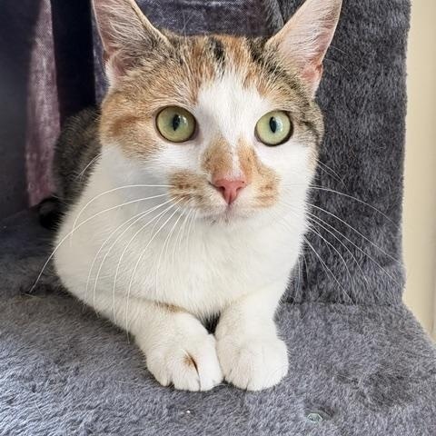 CP - NC MARMALADE, a ADOPTABLE Domestic Short Hair in Winston Salem, NC image 5/5