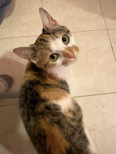 CP - NC MARMALADE, a ADOPTABLE Domestic Short Hair in Winston Salem, NC image 4/5