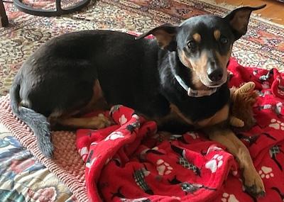 Daisy, an adopted mixed breed in Palmyra, VA image 1/5