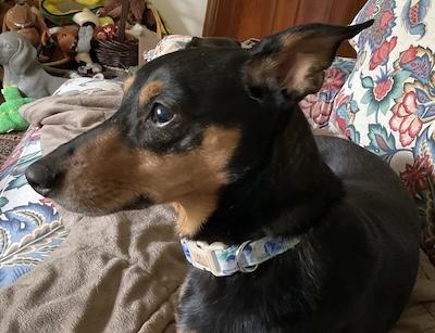 Daisy, an adopted mixed breed in Palmyra, VA image 2/5