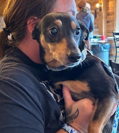 Daisy, an adopted mixed breed in Palmyra, VA image 5/5