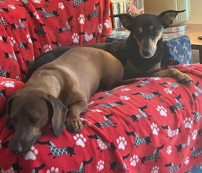 Daisy, an adopted mixed breed in Palmyra, VA image 3/5