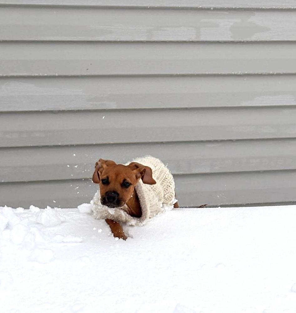 Kelly, Adoptable, Puppy Female Chihuahua & Mixed Breed.