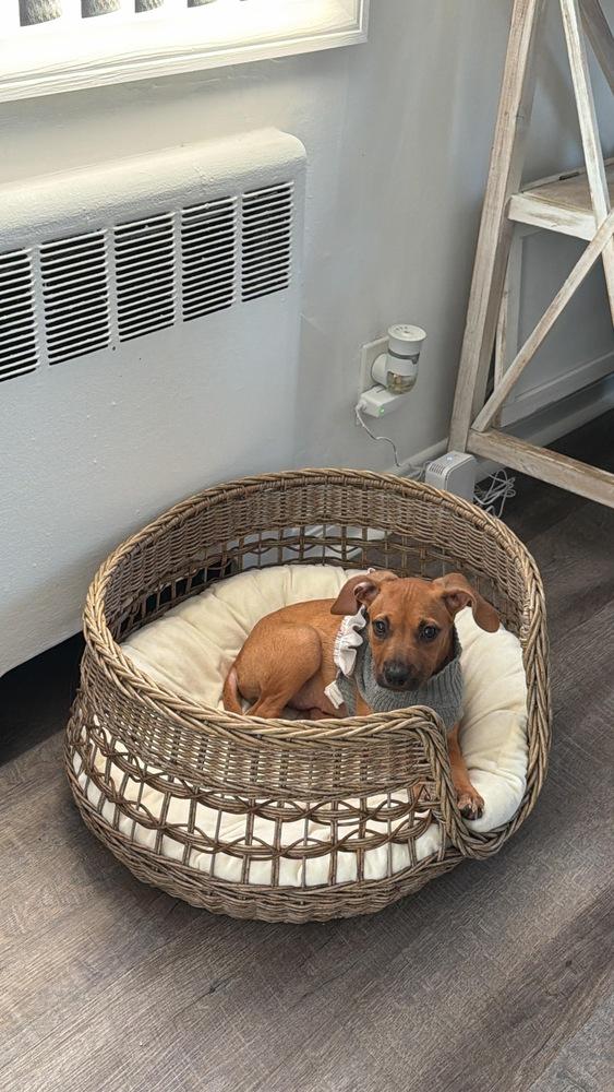 Enlarge Kelly, a Adoptable mixed breed in Valley Stream, NY image 2/6