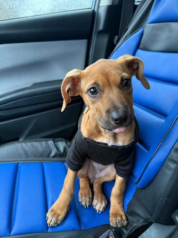 Enlarge Kelly, a Adoptable mixed breed in Valley Stream, NY image 3/6