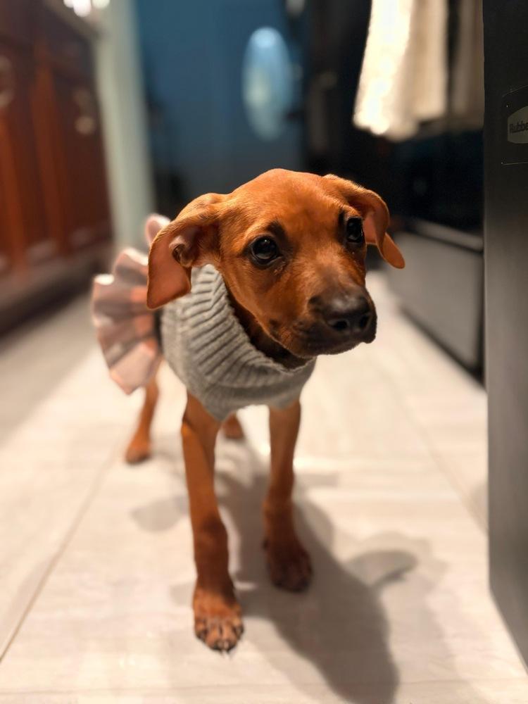 Enlarge Kelly, a Adoptable mixed breed in Valley Stream, NY image 4/6