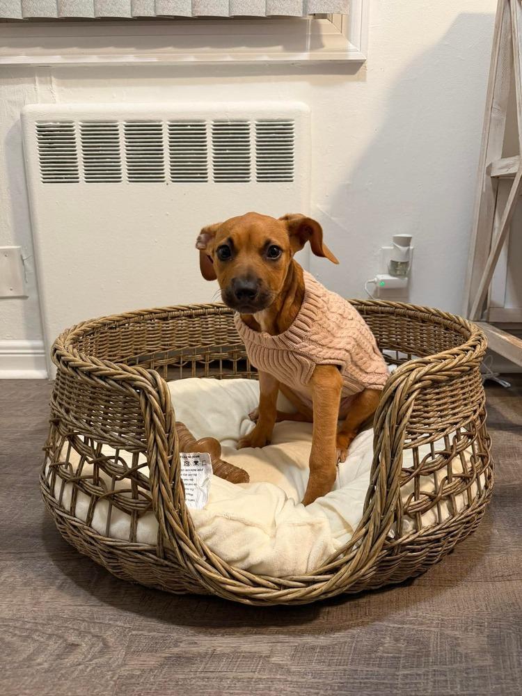 Enlarge Kelly, a Adoptable mixed breed in Valley Stream, NY image 5/6