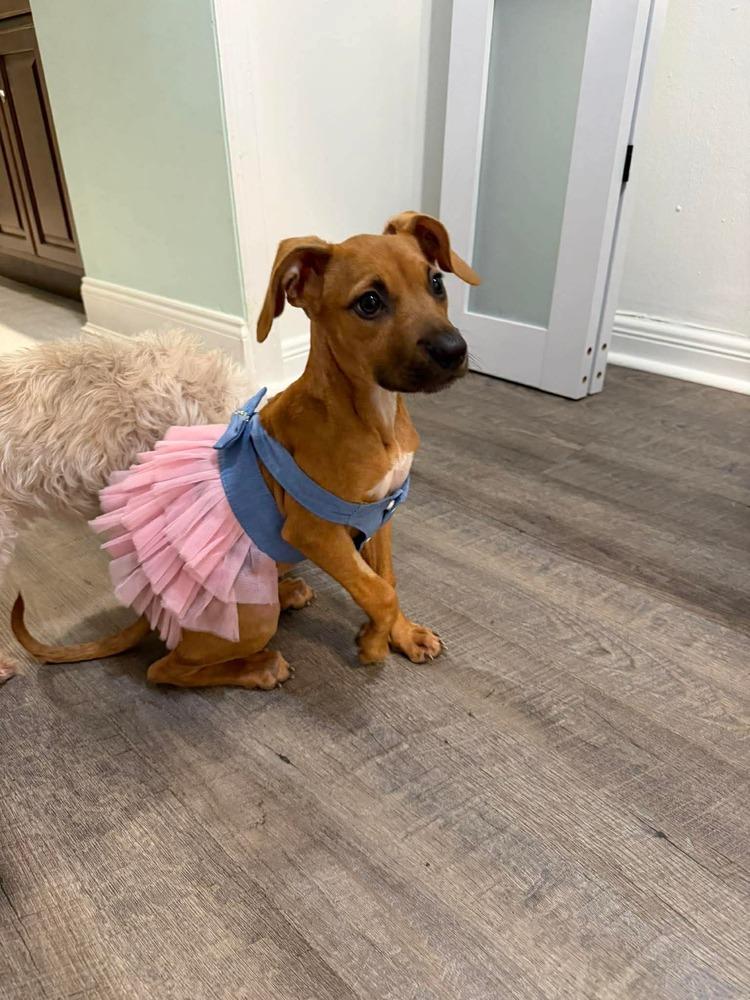 Enlarge Kelly, a Adoptable mixed breed in Valley Stream, NY image 6/6