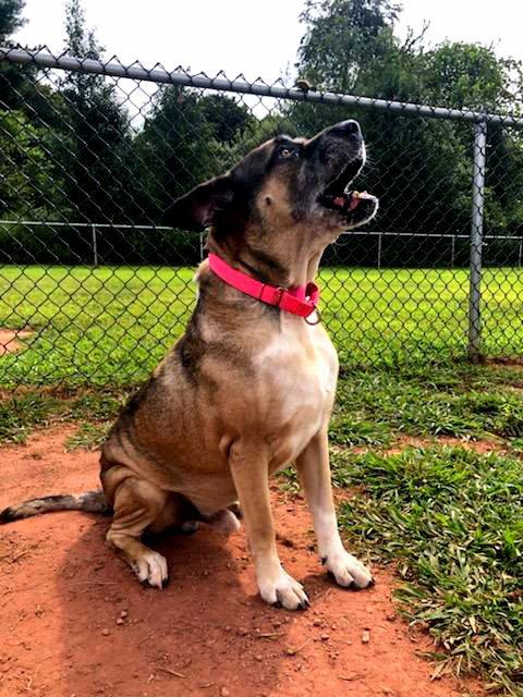 Hershal, Adoptable, Adult Male Akita & Cane Corso.