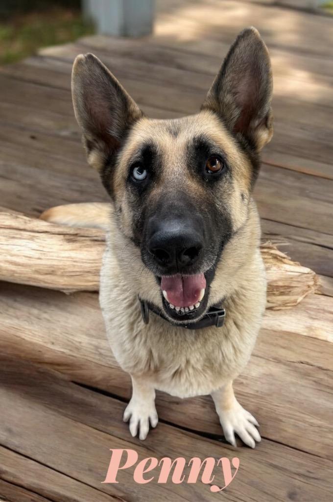 Penny, a Adoptable mixed breed in Camden, TN image 1/2