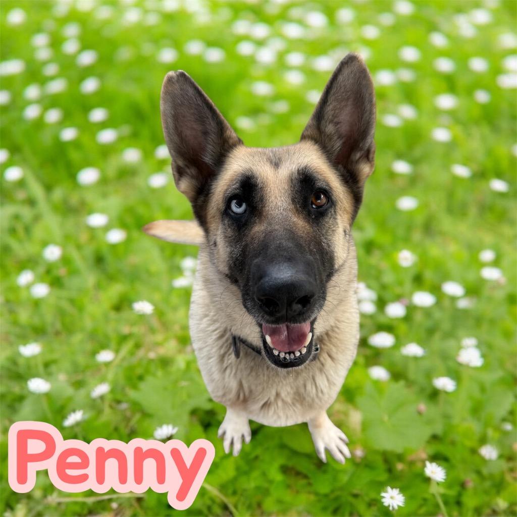 Penny, a Adoptable mixed breed in Camden, TN image 2/2