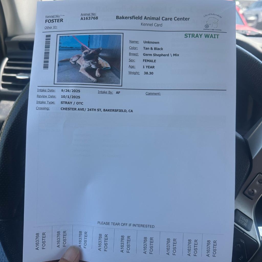 Enlarge Josie, a Adoptable mixed breed in Tehachapi, CA image 1/5