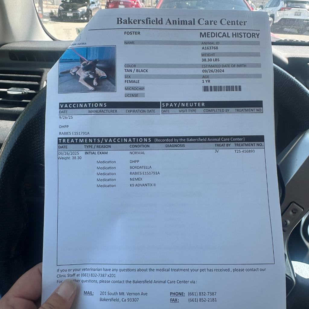 Enlarge Josie, a Adoptable mixed breed in Tehachapi, CA image 2/5