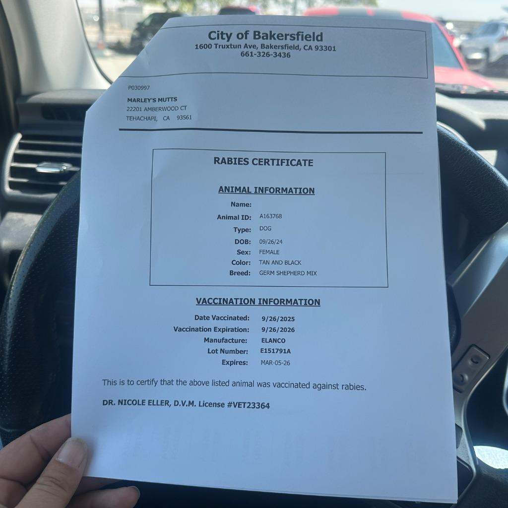 Enlarge Josie, a Adoptable mixed breed in Tehachapi, CA image 4/5