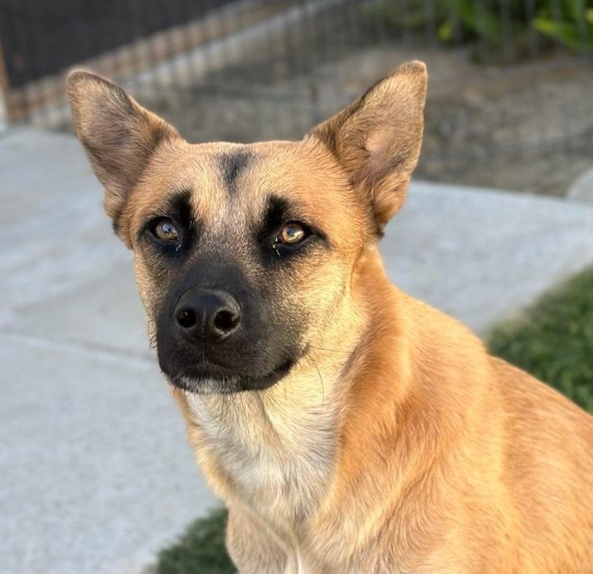 Enlarge Josie, a Adoptable mixed breed in Tehachapi, CA image 5/5