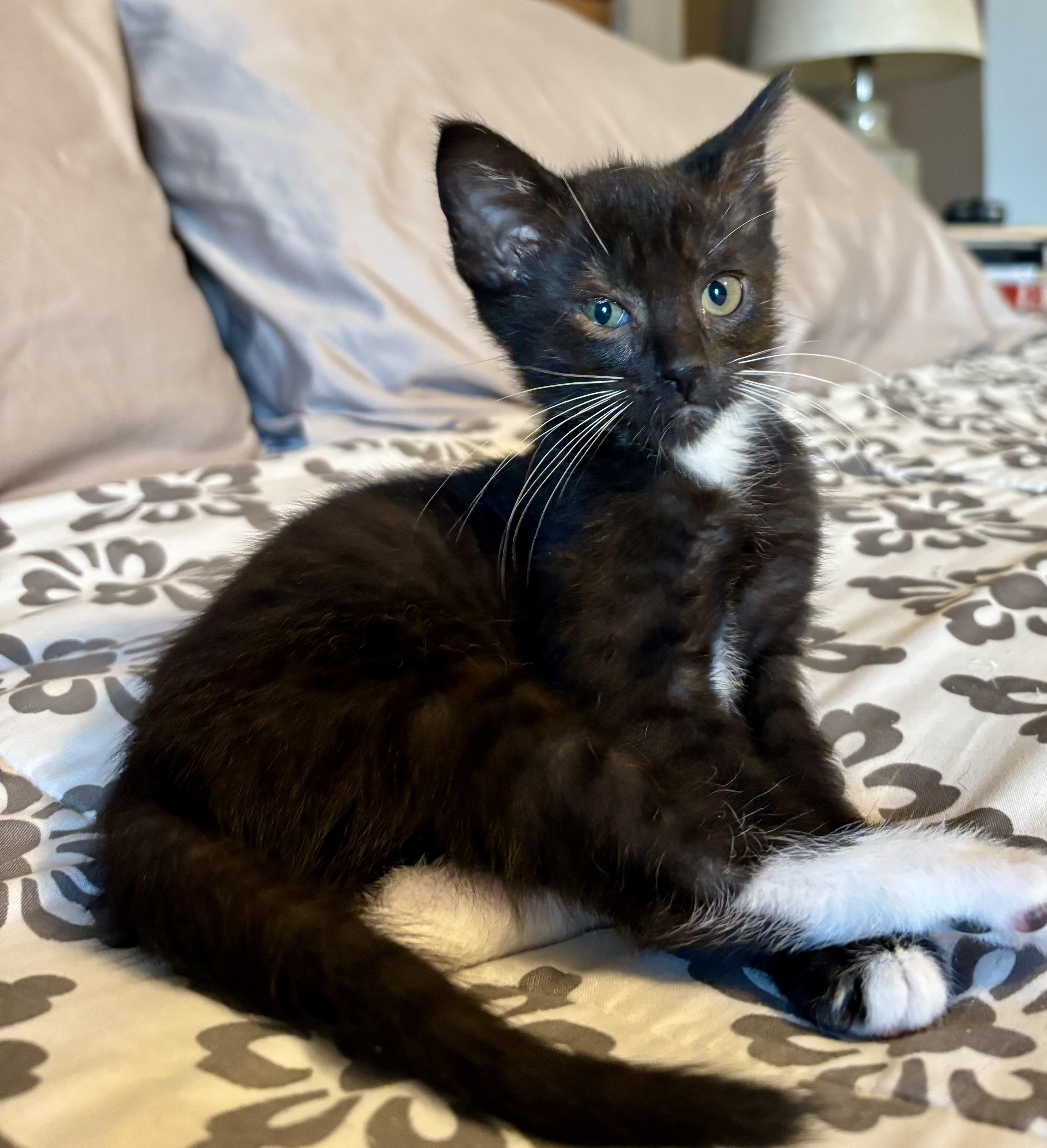 Bonnie, Adoptable, Kitten Female Domestic Short Hair.