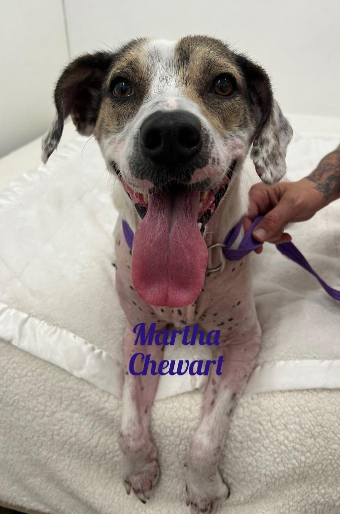 Enlarge Martha Chewart, a Adoptable mixed breed in Jacksonville, IL image 1/1