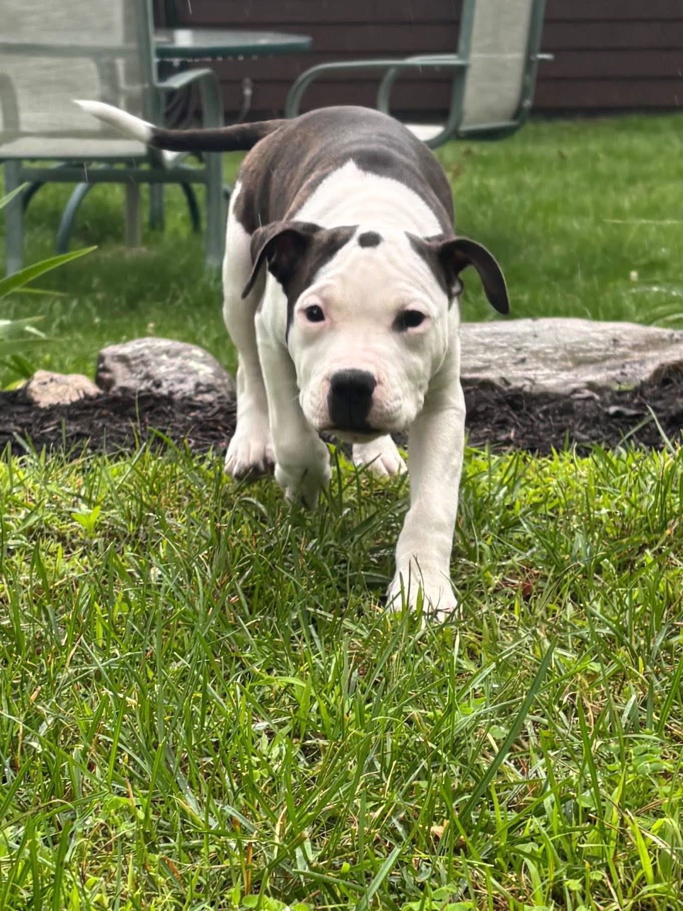Enlarge Brutus, a Adopted American Bully in Kingston, MA image 1/4