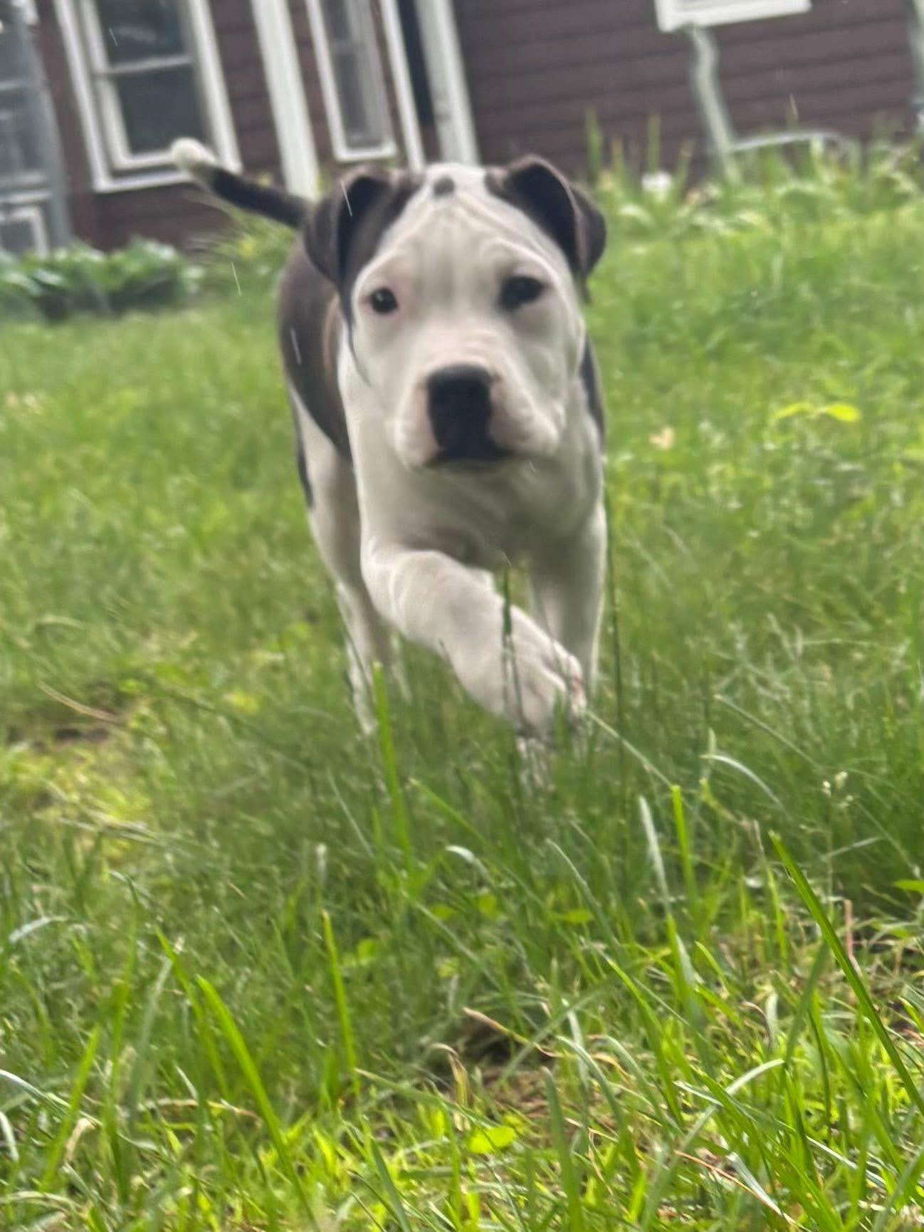 Enlarge Brutus, a Adopted American Bully in Kingston, MA image 2/4
